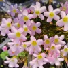 Early Flowering Oxalis Flava Bulbs - Vibrant Winter Blooms, Easy Care - Image 1