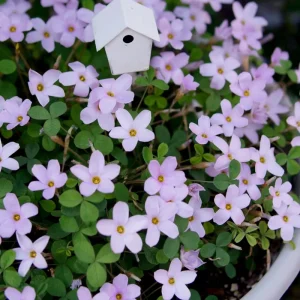 Early Flowering Oxalis Nidulans Bulbs – Vibrant Multi-Color Oxalis Plant - Image 2