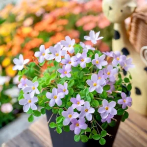Early Flowering Oxalis Nidulans Bulbs – Vibrant Multi-Color Oxalis Plant - Image 3