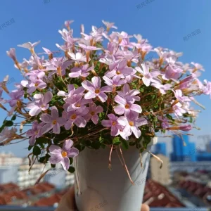 Early Flowering Oxalis Nidulans Bulbs – Vibrant Multi-Color Oxalis Plant - Image 4