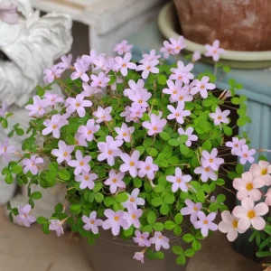 Early Flowering Oxalis Nidulans Bulbs – Vibrant Multi-Color Oxalis Plant - Image 5