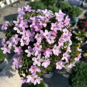 Early Flowering Oxalis Nidulans Bulbs – Vibrant Multi-Color Oxalis Plant - Image 6