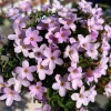 Early Flowering Oxalis Nidulans Bulbs – Vibrant Multi-Color Oxalis Plant - Image 1