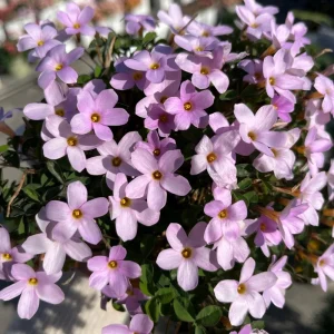 Early Flowering Oxalis Nidulans Bulbs – Vibrant Multi-Color Oxalis Plant - Image 1
