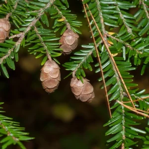 Eastern Hemlock Live Starter Plant - Tsuga canadensis, 4-8 inches tall, 2.5x3.5 inch Pot - Image 5