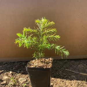 Eastern Hemlock Live Starter Plant - Tsuga canadensis, 4-8 inches tall, 2.5x3.5 inch Pot - Image 6