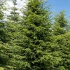 Eastern Hemlock Live Starter Plant - Tsuga canadensis, 4-8 inches tall, 2.5x3.5 inch Pot - Image 1