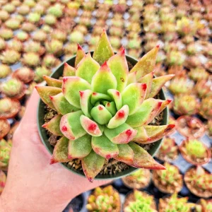 Echeveria Agavoides Lipstick Live Succulent Plant – Red Tip, 2 or 4 Inch Pot - Image 4