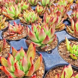 Echeveria Agavoides Lipstick Live Succulent Plant – Red Tip, 2 or 4 Inch Pot - Image 5