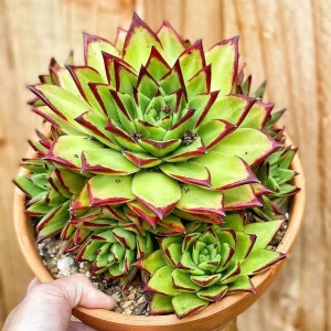 Echeveria Agavoides Lipstick Live Succulent Plant – Red Tip, 2 or 4 Inch Pot - Image 6