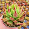 Echeveria Agavoides Lipstick Live Succulent Plant – Red Tip, 2 or 4 Inch Pot - Image 1