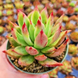 Echeveria Agavoides Lipstick Live Succulent Plant – Red Tip, 2 or 4 Inch Pot - Image 1