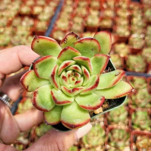 Echeveria Agavoides Lipstick Red Tip Succulent Live Plant - 2 or 4 Inch Pot - Image 2