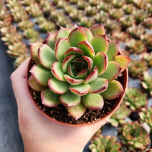 Echeveria Agavoides Lipstick Red Tip Succulent Live Plant - 2 or 4 Inch Pot - Image 3