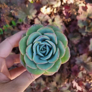 Echeveria Atlantis Live Plant – 2 Inch Potted Succulent – Blue-Green Rosette - Image 2
