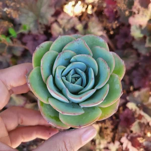 Echeveria Atlantis Live Plant – 2 Inch Potted Succulent – Blue-Green Rosette - Image 3