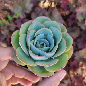 Echeveria Atlantis Live Plant – 2 Inch Potted Succulent – Blue-Green Rosette - Image 4