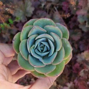 Echeveria Atlantis Live Plant – 2 Inch Potted Succulent – Blue-Green Rosette - Image 5