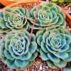 Echeveria Atlantis Live Plant – 2 Inch Potted Succulent – Blue-Green Rosette - Image 1