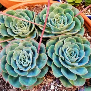 Echeveria Atlantis Live Plant – 2 Inch Potted Succulent – Blue-Green Rosette - Image 1