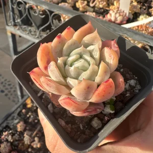 Echeveria Berry Succulent Live Plant - Rare, 1.0-2.0 inches - Image 2