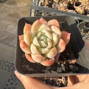 Echeveria Berry Succulent Live Plant - Rare, 1.0-2.0 inches - Image 1