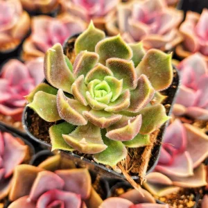 Echeveria Brown Rose Live Succulent Plant – 2 inch or 4 inch Pot – Indoor/Outdoor - Image 2