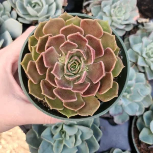 Echeveria Brown Rose Live Succulent Plant – 2 inch or 4 inch Pot – Indoor/Outdoor - Image 3