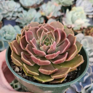 Echeveria Brown Rose Live Succulent Plant – 2 inch or 4 inch Pot – Indoor/Outdoor - Image 4