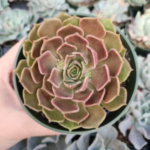 Echeveria Brown Rose Live Succulent Plant – 2 inch or 4 inch Pot – Indoor/Outdoor - Image 5