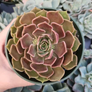 Echeveria Brown Rose Live Succulent Plant – 2 inch or 4 inch Pot – Indoor/Outdoor - Image 6