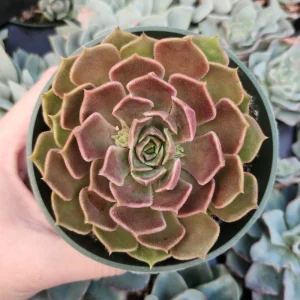 Echeveria Brown Rose Live Succulent Plant – 2 inch or 4 inch Pot – Indoor/Outdoor - Image 7