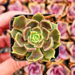 Echeveria Brown Rose Live Succulent Plant – 2 inch or 4 inch Pot – Indoor/Outdoor - Image 1