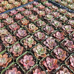 Echeveria Chroma Succulent Live Plant – 2 inch Potted Houseplant – Red, Purple & Peach Hues - Image 2