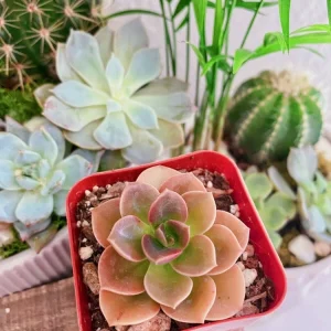 Echeveria Chroma Succulent Live Plant – 2 inch Potted Houseplant – Red, Purple & Peach Hues - Image 3