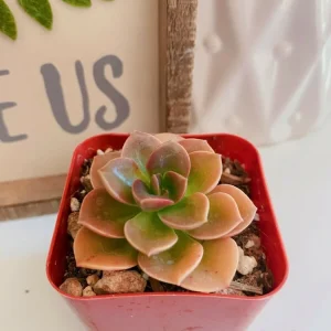 Echeveria Chroma Succulent Live Plant – 2 inch Potted Houseplant – Red, Purple & Peach Hues - Image 4