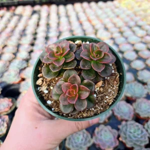 Echeveria Chroma Succulent Live Plant – 2 inch Potted Houseplant – Red, Purple & Peach Hues - Image 6