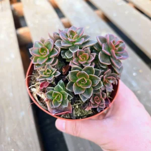 Echeveria Chroma Succulent Live Plant – 2 inch Potted Houseplant – Red, Purple & Peach Hues - Image 7