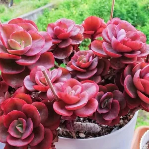 Echeveria Chroma Succulent Live Plant – 2 inch Potted Houseplant – Red, Purple & Peach Hues - Image 1