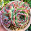Echeveria Colorata Succulent Live Plant – 2 inch Potted – Indoor/Outdoor - Image 1