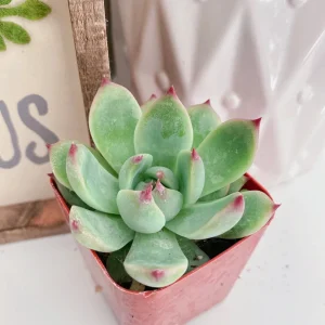 Echeveria Colorata Succulent Live Plant – 2 inch Potted – Indoor/Outdoor - Image 2