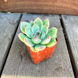 Echeveria Colorata Succulent Live Plant – 2 inch Potted – Indoor/Outdoor - Image 3