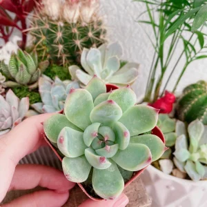 Echeveria Colorata Succulent Live Plant – 2 inch Potted – Indoor/Outdoor - Image 4