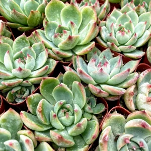Echeveria Colorata Succulent Live Plant – 2 inch Potted – Indoor/Outdoor - Image 5