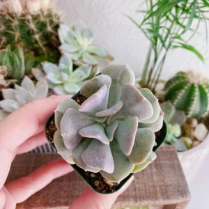 Echeveria Cubic Frost Succulent Live Plant – 2-4 inch Pot – Indoor/Outdoor - Image 2