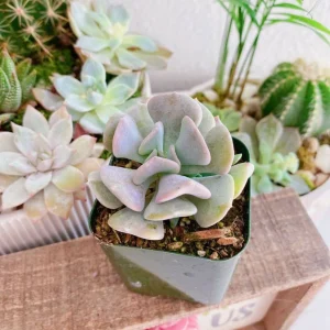 Echeveria Cubic Frost Succulent Live Plant – 2-4 inch Pot – Indoor/Outdoor - Image 3