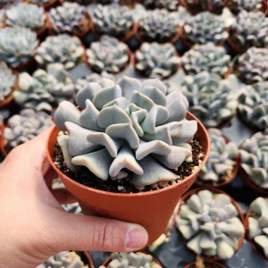 Echeveria Cubic Frost Succulent Live Plant – 2-4 inch Pot – Indoor/Outdoor - Image 4