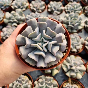 Echeveria Cubic Frost Succulent Live Plant – 2-4 inch Pot – Indoor/Outdoor - Image 5