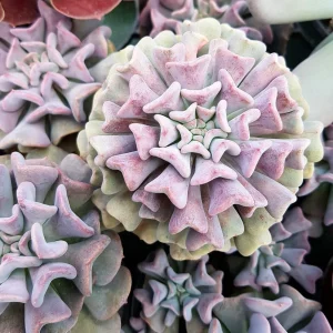 Echeveria Cubic Frost Succulent Live Plant – 2-4 inch Pot – Indoor/Outdoor - Image 1