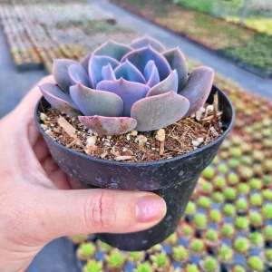 Echeveria Dusty Rose Succulent Live Plant – Pink & Violet Rosette – 2 or 4 Inch Pot – Indoor/Outdoor - Image 2